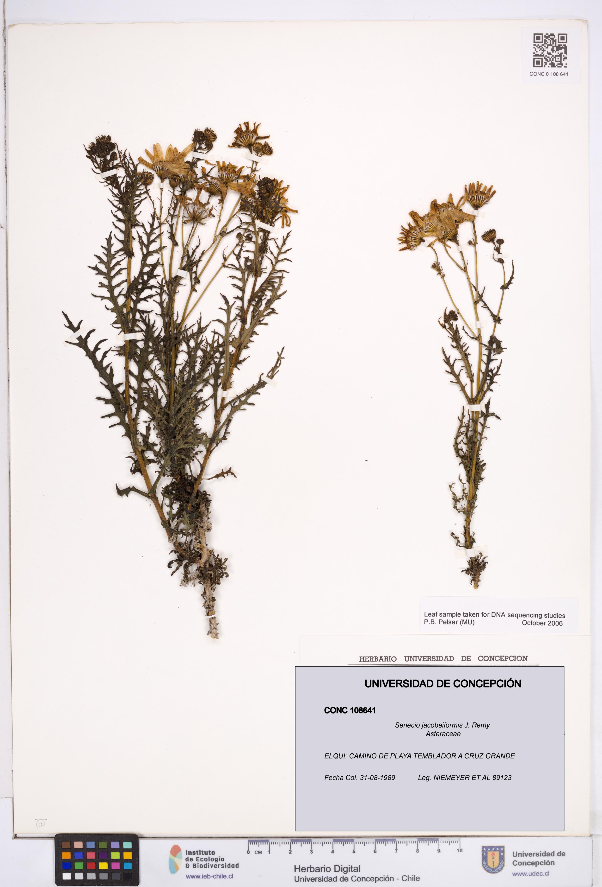 Senecio jacobeiformis [Espécimen: ]