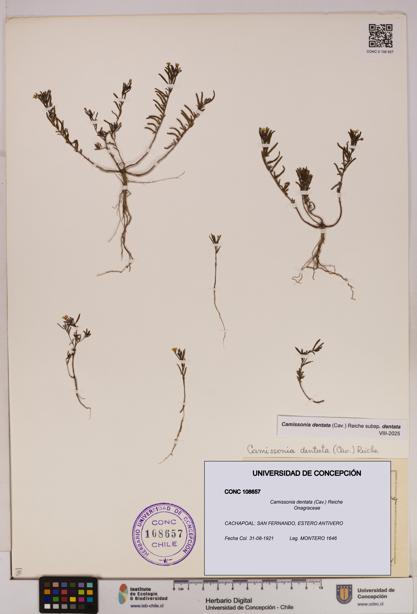 Camissonia dentata [Espécimen: UDEC:CONC:0108657]