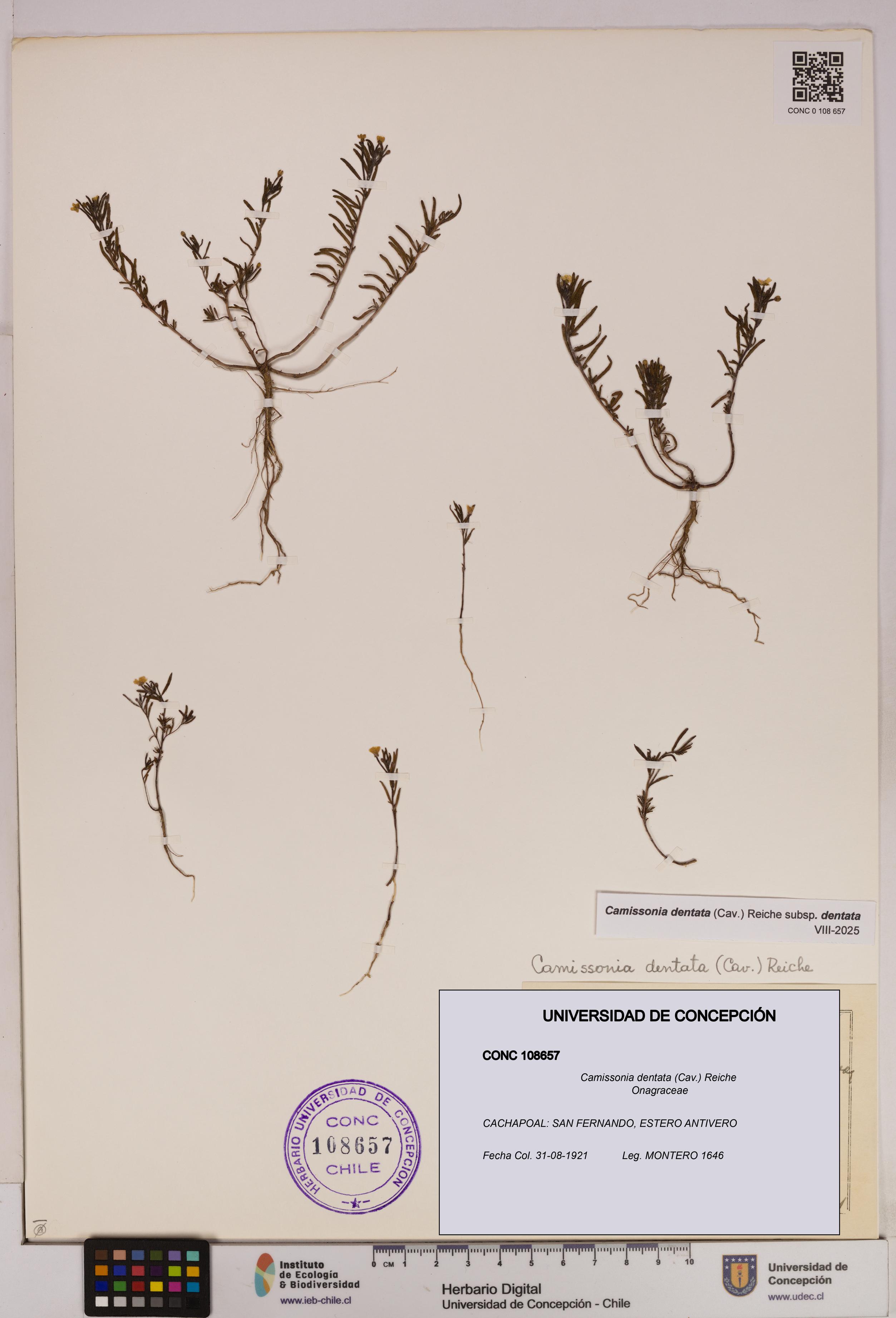 Camissonia dentata [Espécimen: UDEC:CONC:0108657]
