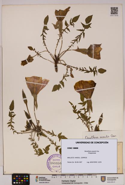 Oenothera acaulis [Espécimen: UDEC:CONC:0108658]