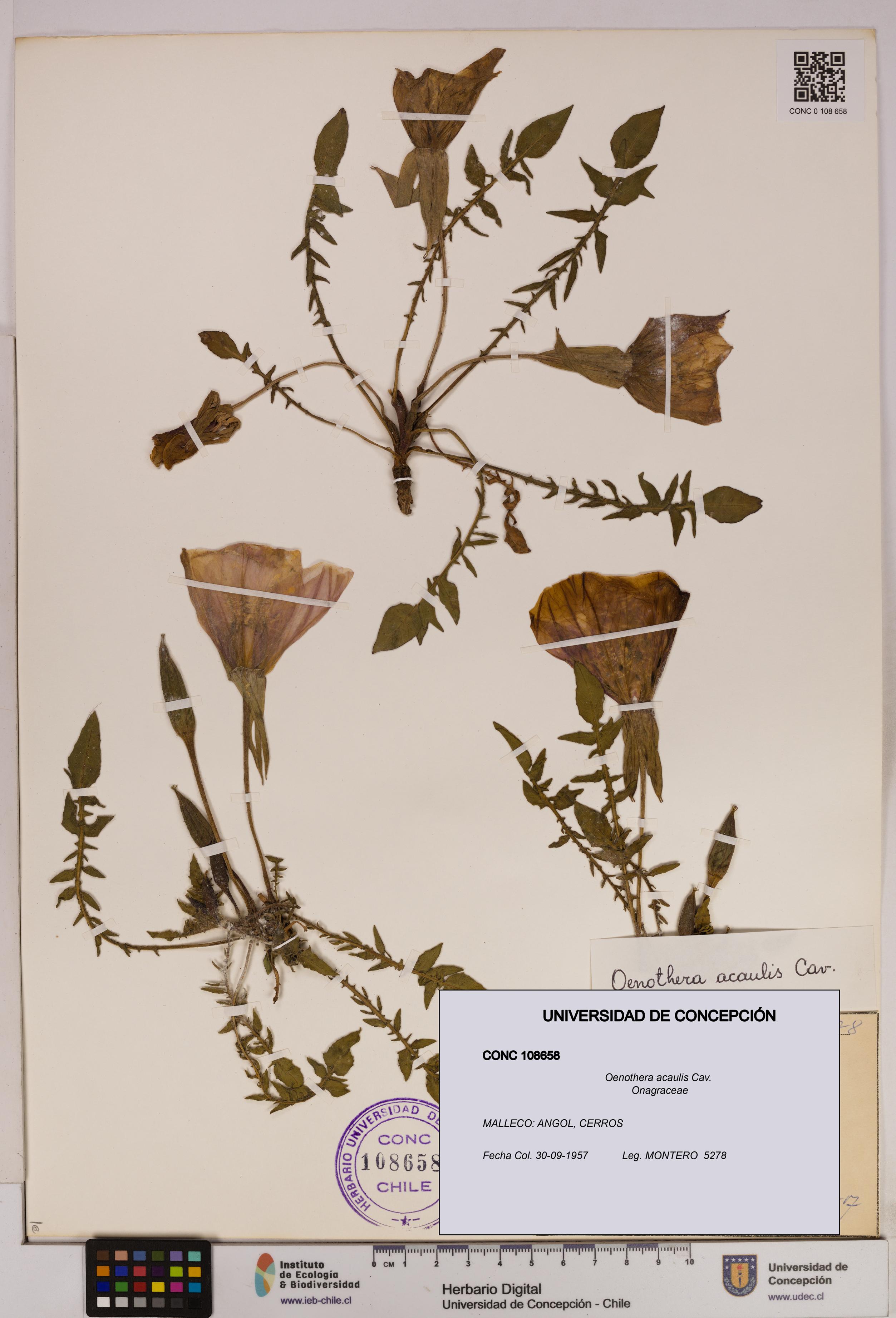 Oenothera acaulis [Espécimen: UDEC:CONC:0108658]