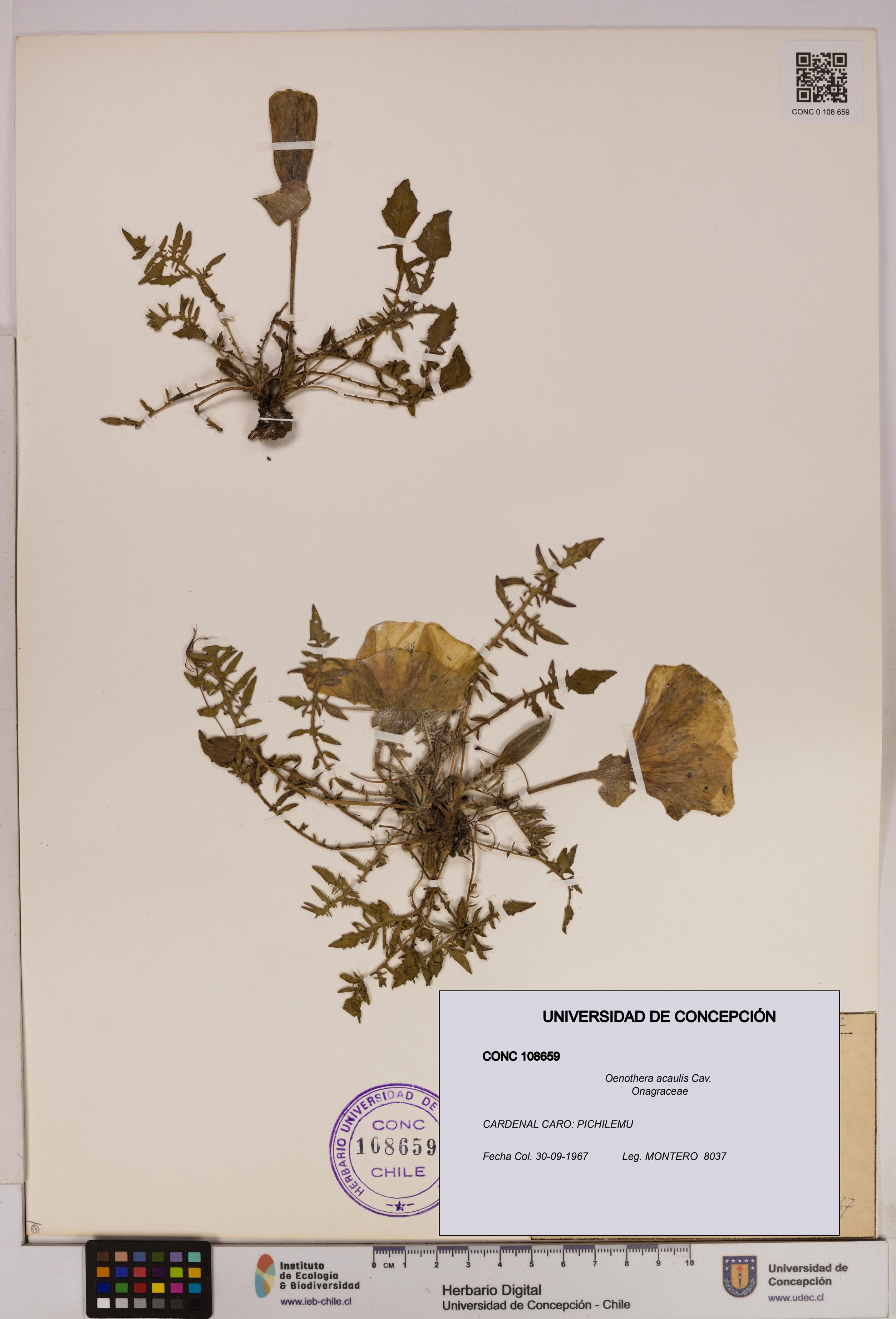 Oenothera acaulis [Espécimen: UDEC:CONC:0108659]
