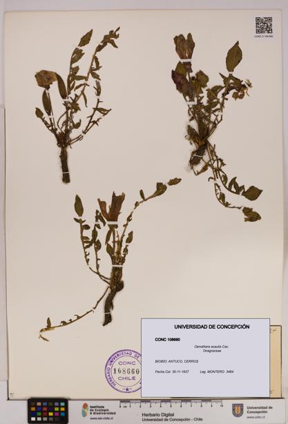 Oenothera acaulis [Espécimen: UDEC:CONC:0108660]