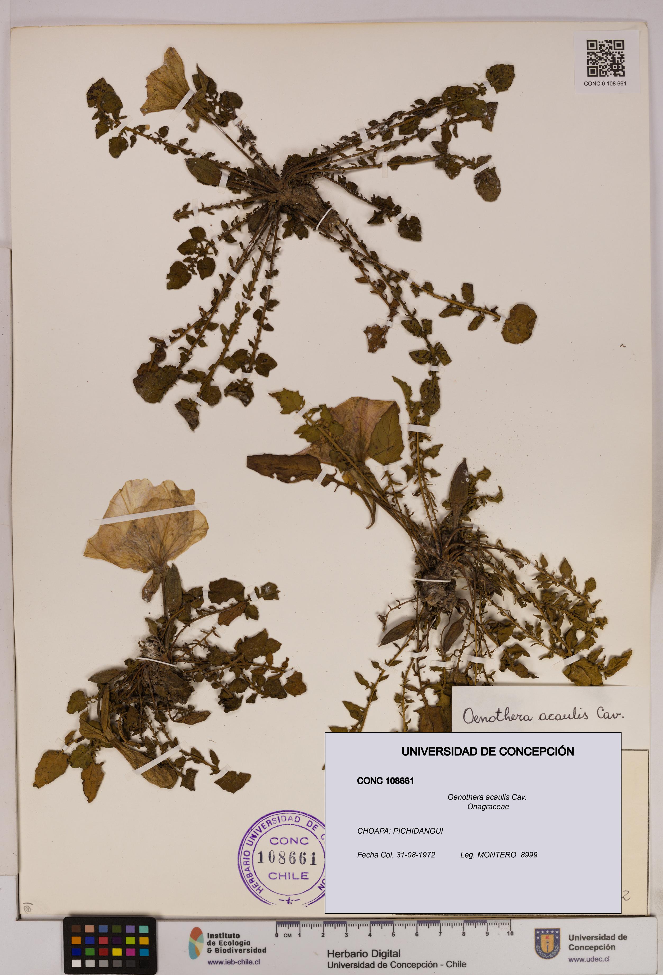Oenothera acaulis [Espécimen: UDEC:CONC:0108661]