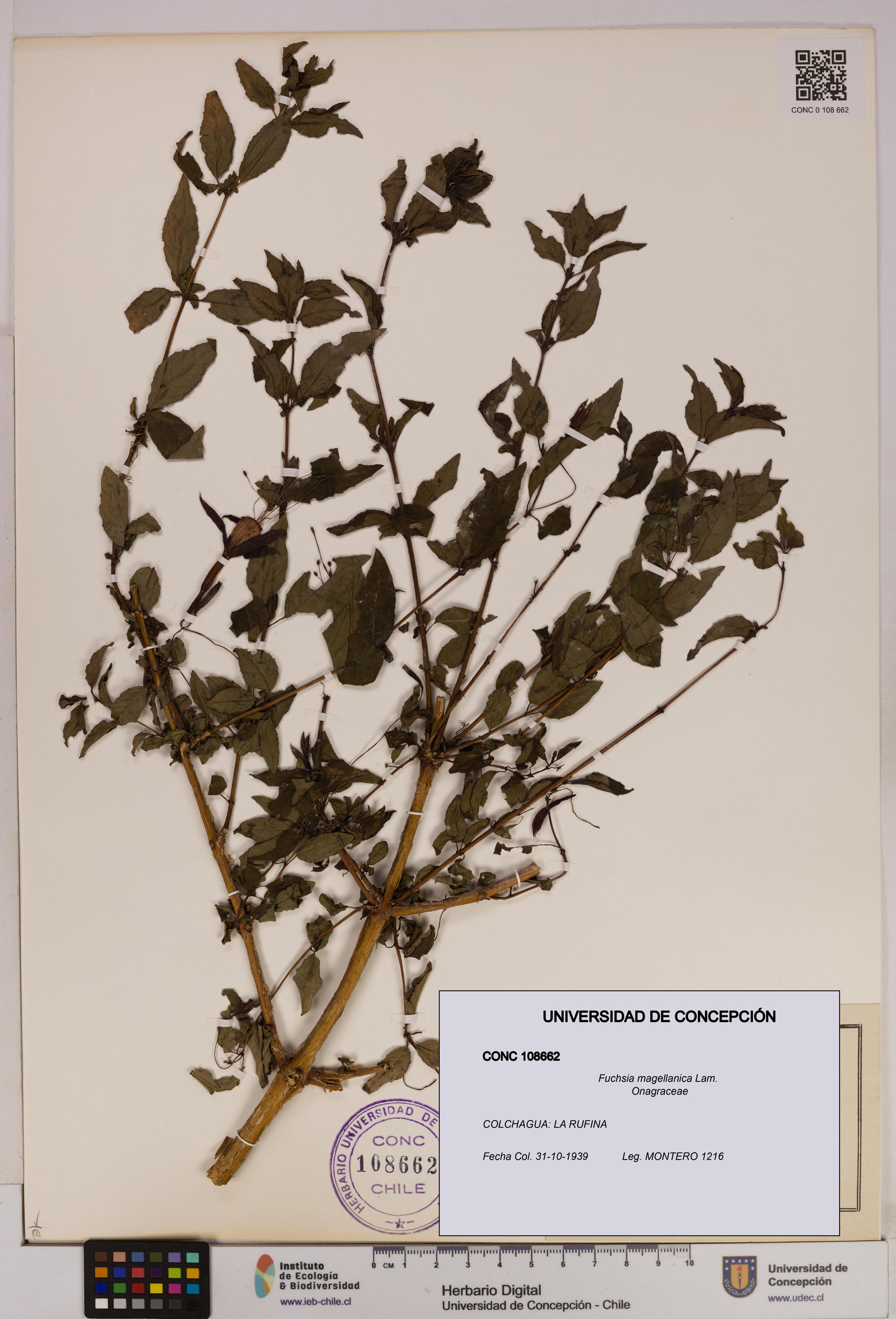 Fuchsia magellanica [Espécimen: UDEC:CONC:0108662]
