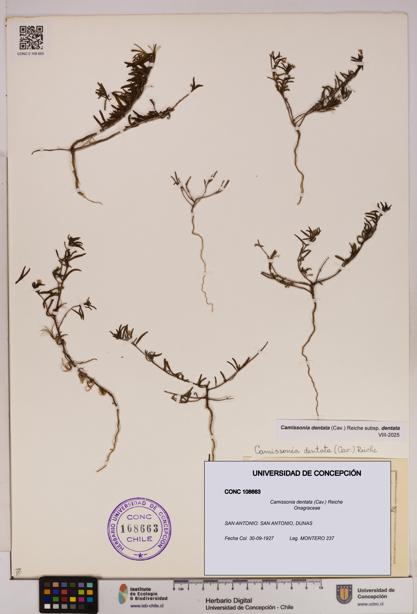 Camissonia dentata [Espécimen: UDEC:CONC:0108663]