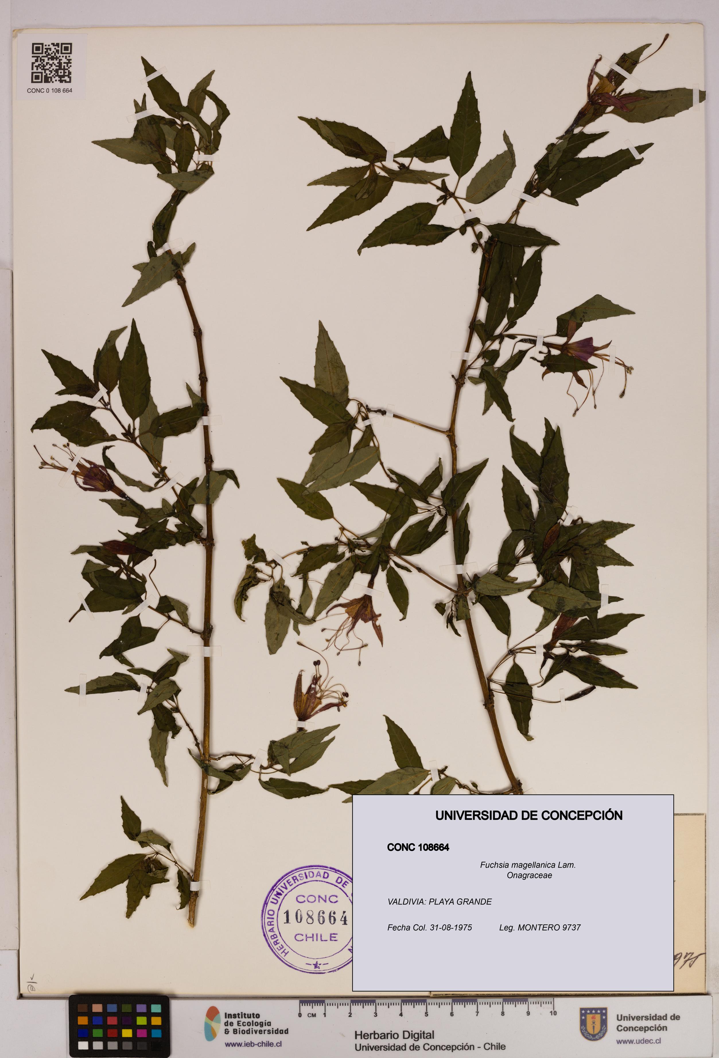 Fuchsia magellanica [Espécimen: UDEC:CONC:0108664]