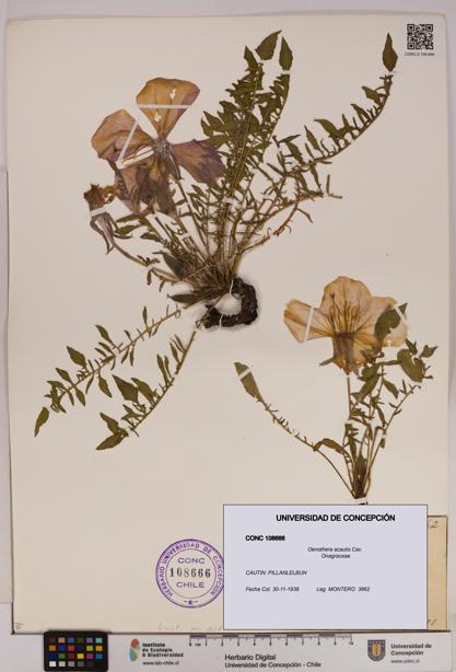 Oenothera acaulis [Espécimen: UDEC:CONC:0108666]