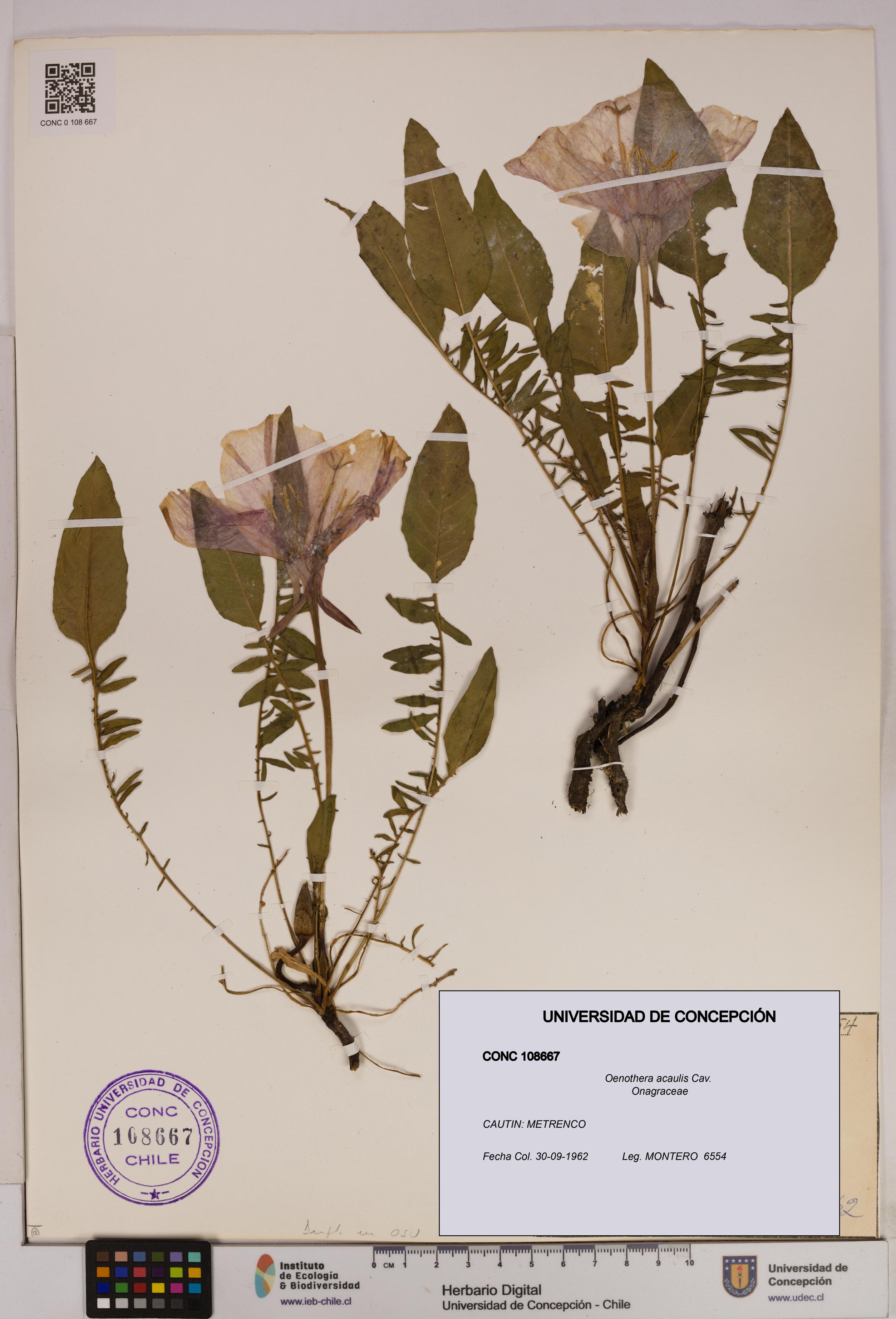 Oenothera acaulis [Espécimen: UDEC:CONC:0108667]