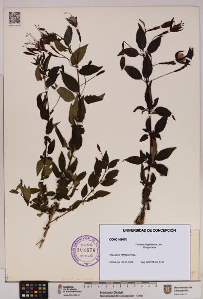 Fuchsia magellanica [Espécimen: UDEC:CONC:0108670]
