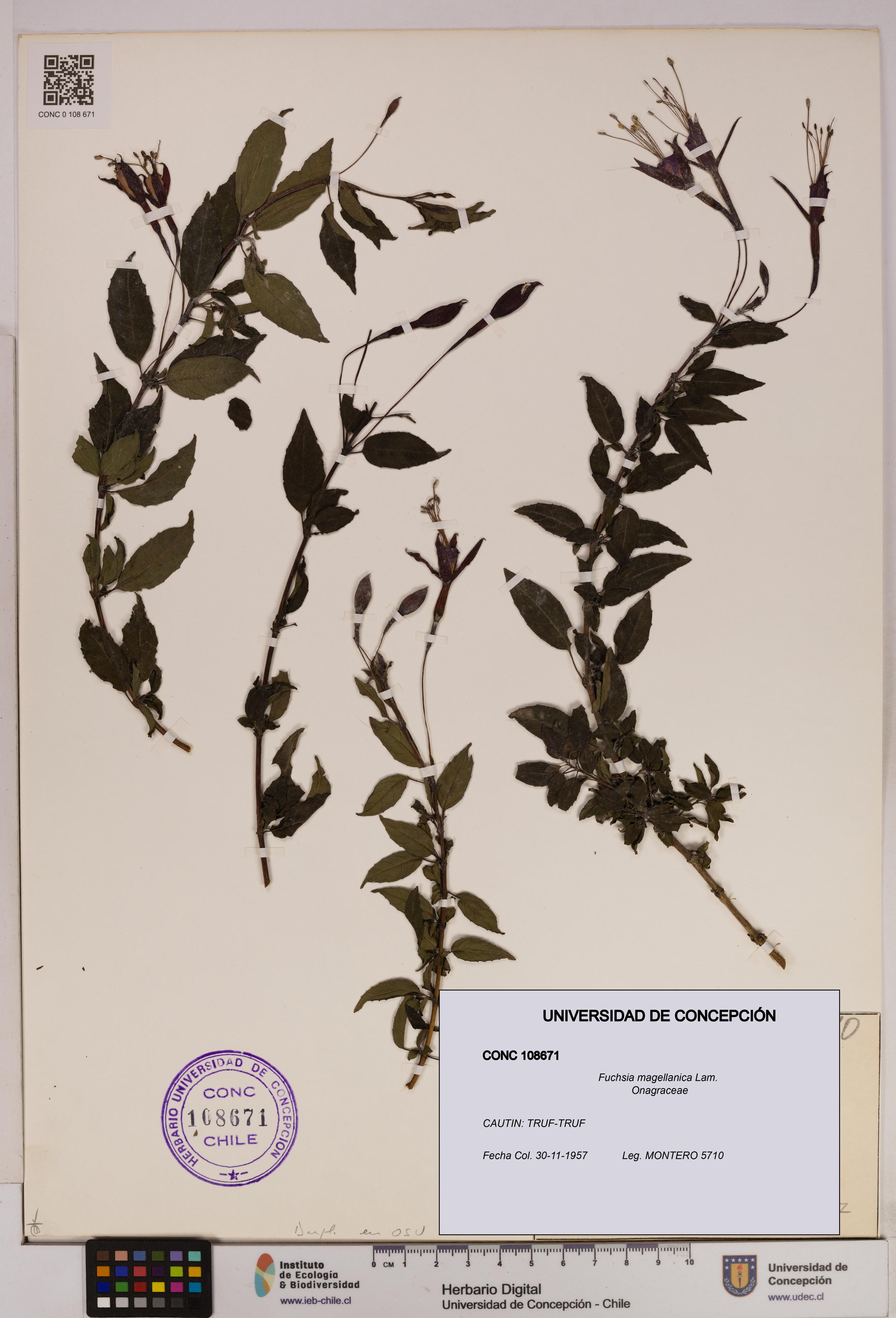 Fuchsia magellanica [Espécimen: UDEC:CONC:0108671]