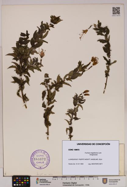 Fuchsia magellanica [Espécimen: UDEC:CONC:0108672]