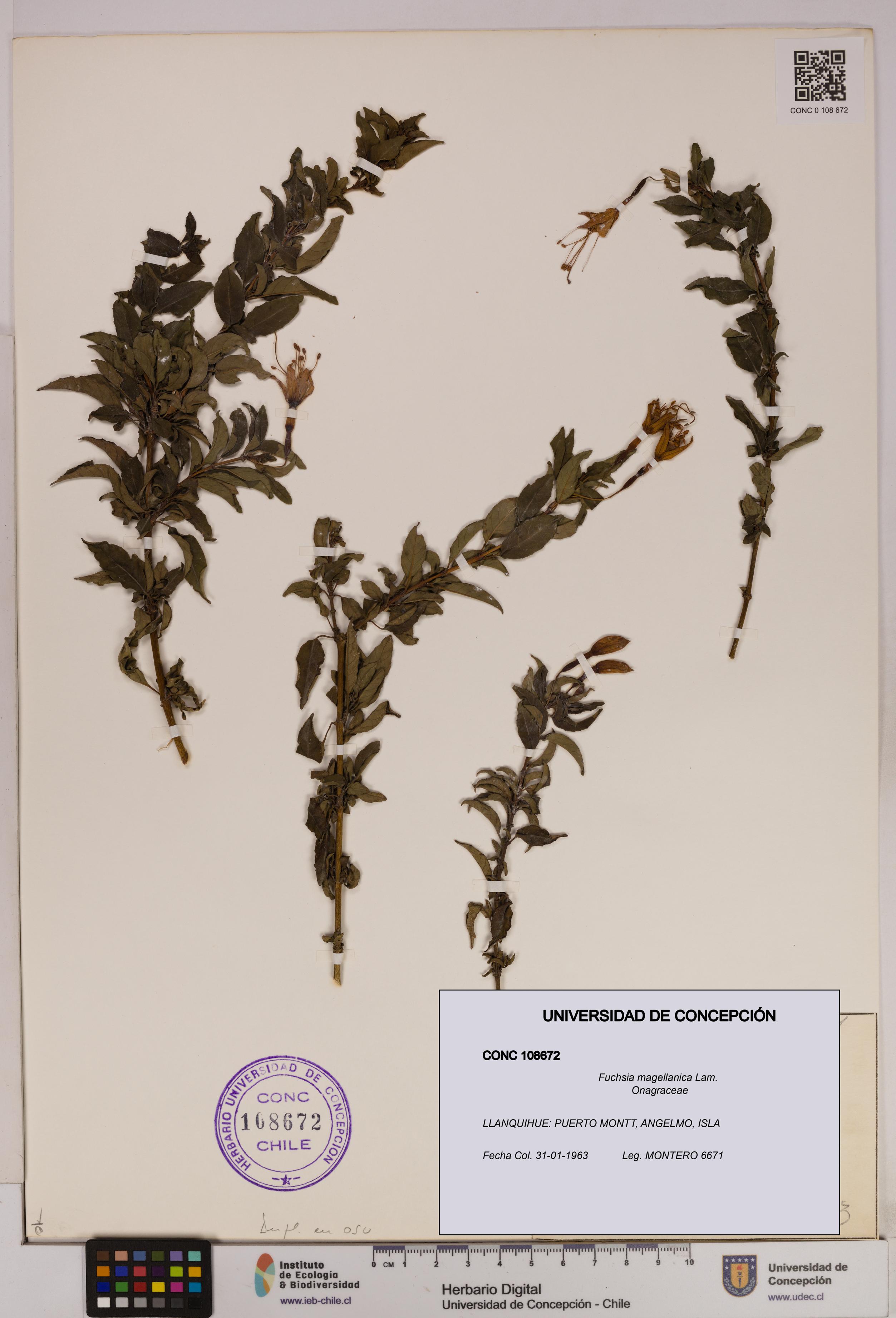 Fuchsia magellanica [Espécimen: UDEC:CONC:0108672]