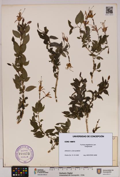 Fuchsia magellanica [Espécimen: UDEC:CONC:0108673]