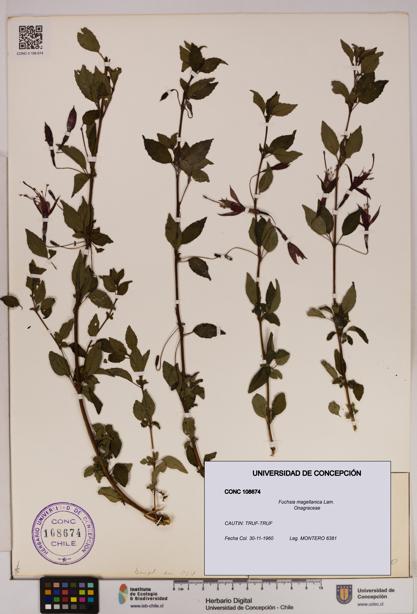 Fuchsia magellanica [Espécimen: UDEC:CONC:0108674]