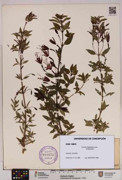 Fuchsia magellanica [Espécimen: UDEC:CONC:0108675]