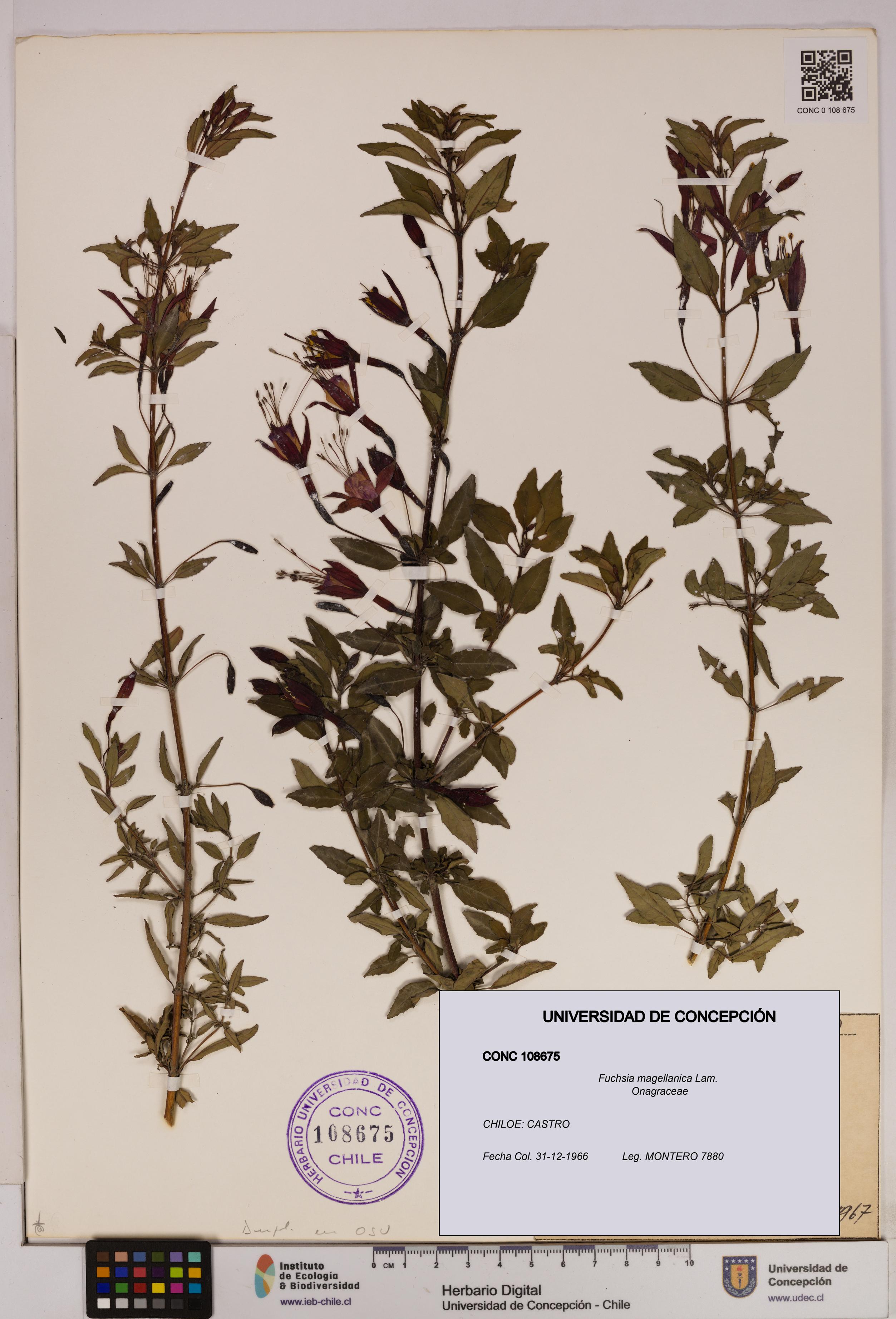 Fuchsia magellanica [Espécimen: UDEC:CONC:0108675]