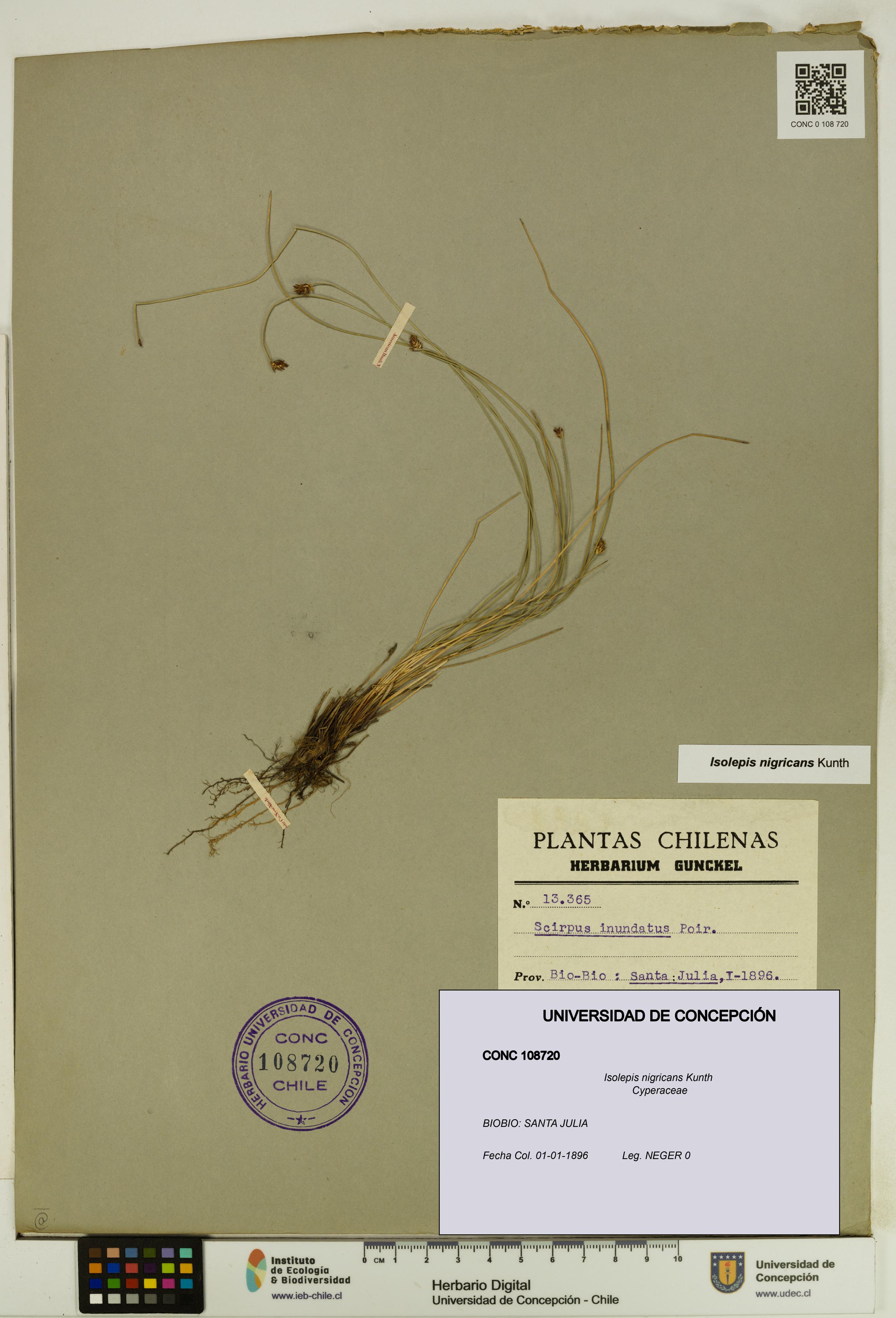 Isolepis nigricans [Espécimen: UDEC:CONC:0108720]