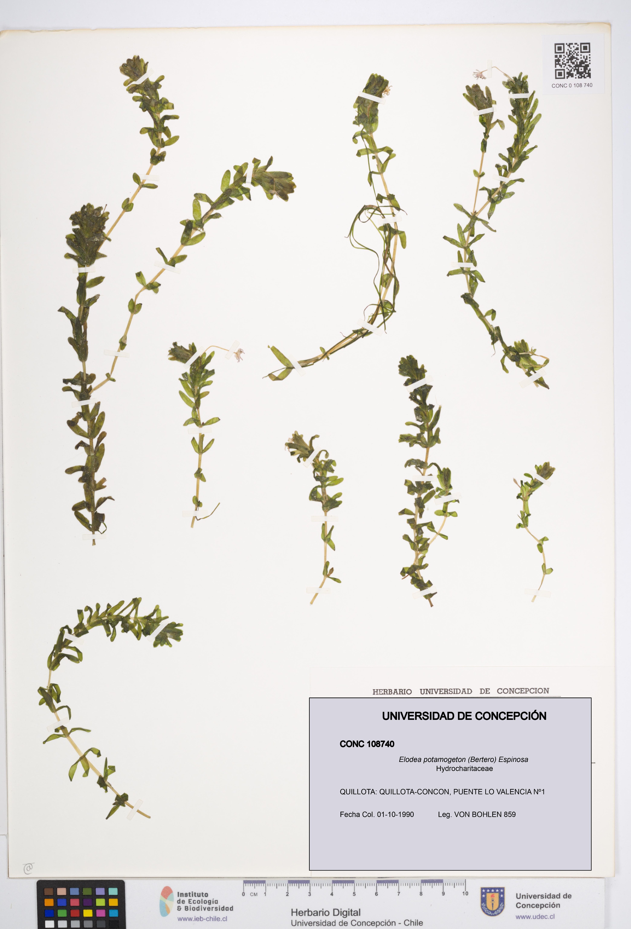 Elodea potamogeton [Espécimen: UDEC:CONC:0108740]