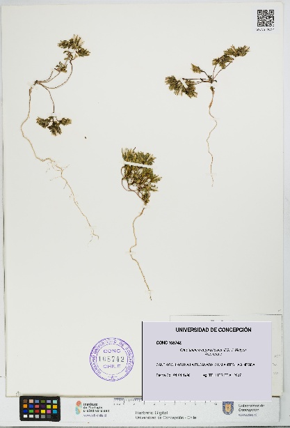 Chaetanthera euphrasioides [Espécimen: UDEC:CONC:0108742]