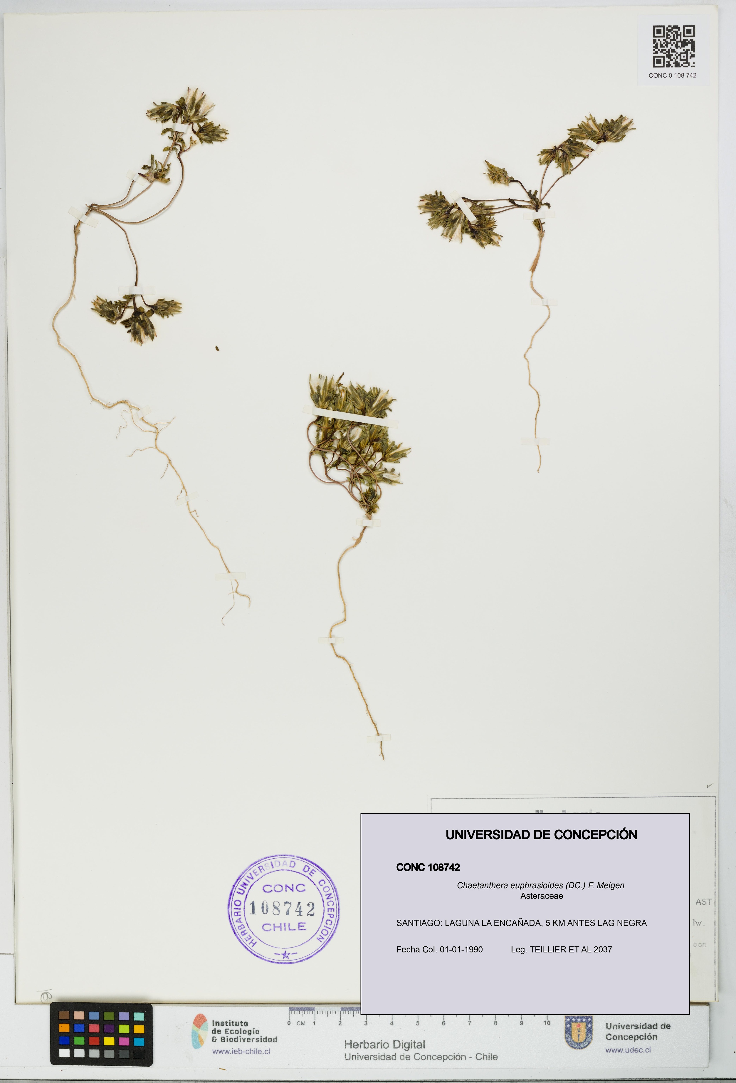 Chaetanthera euphrasioides [Espécimen: UDEC:CONC:0108742]