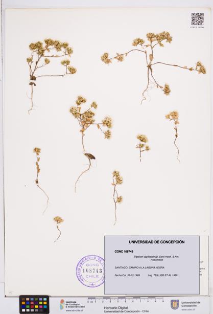 Triptilion capillatum [Espécimen: ]