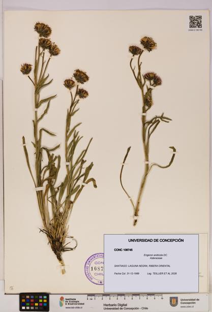 Erigeron andicola [Espécimen: UDEC:CONC:0108745]