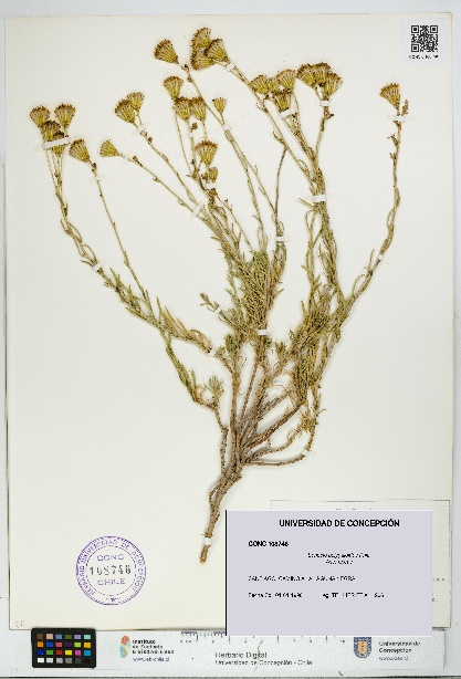 Senecio polygaloides [Espécimen: UDEC:CONC:0108746]