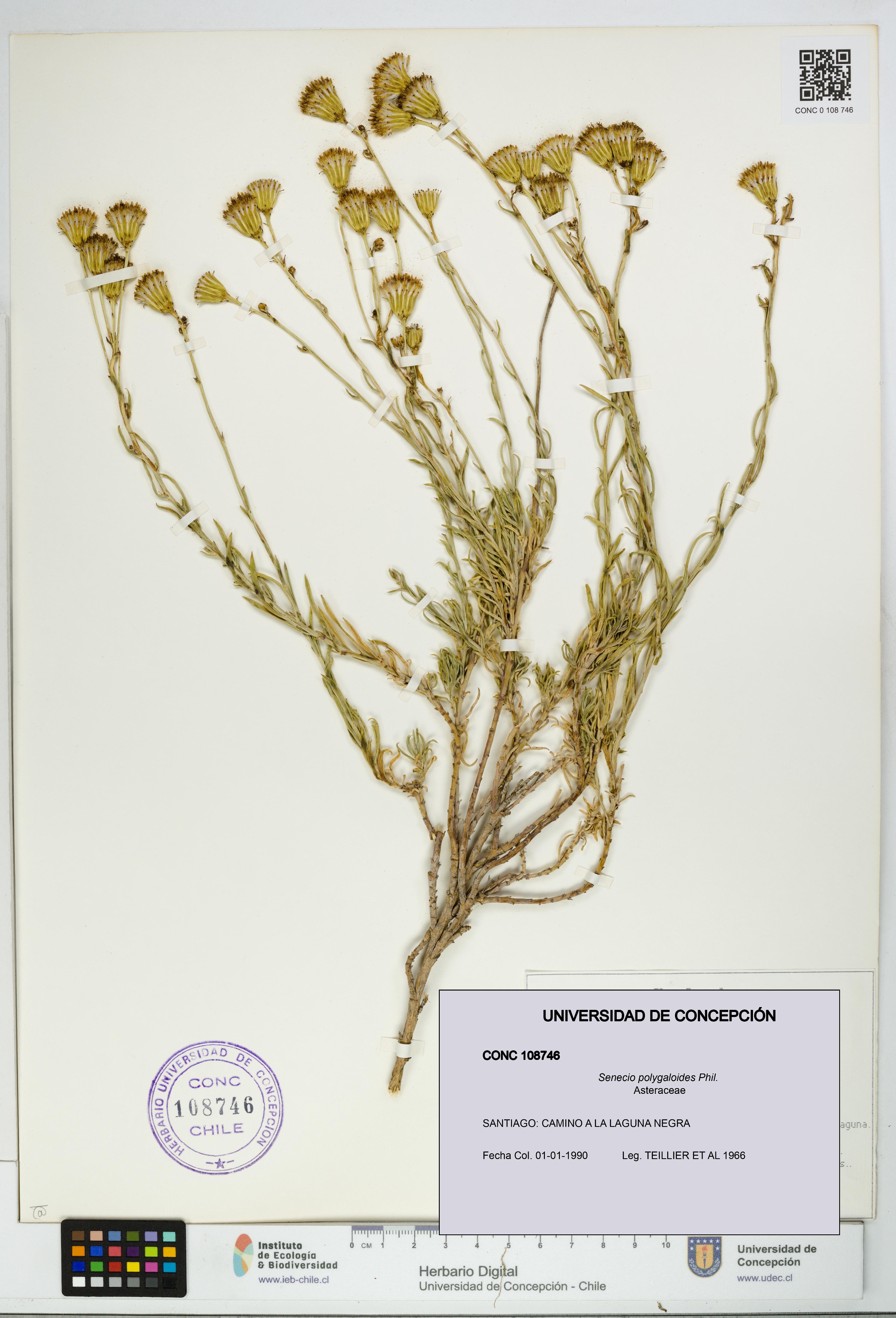 Senecio polygaloides [Espécimen: UDEC:CONC:0108746]