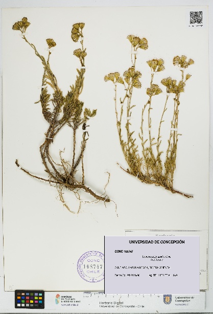 Senecio polygaloides [Espécimen: UDEC:CONC:0108747]