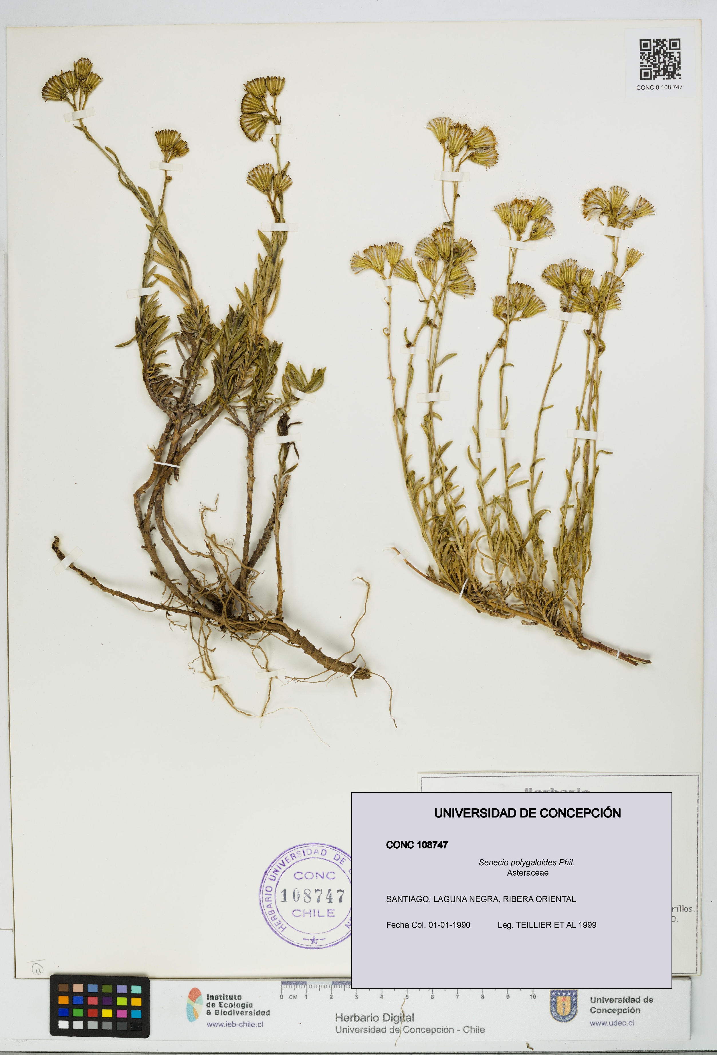 Senecio polygaloides [Espécimen: UDEC:CONC:0108747]