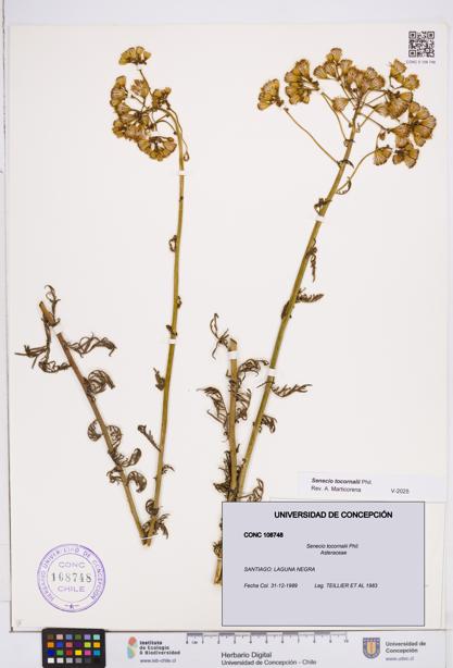 Senecio tocornalii [Espécimen: ]