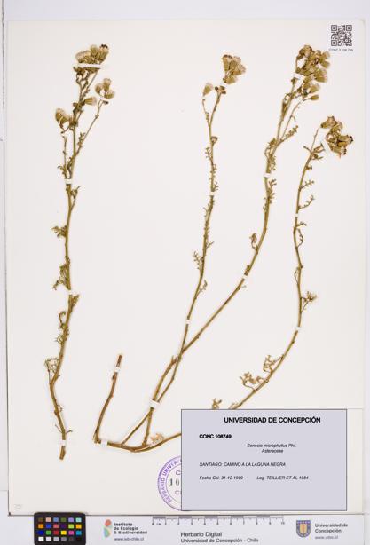 Senecio microphyllus [Espécimen: ]