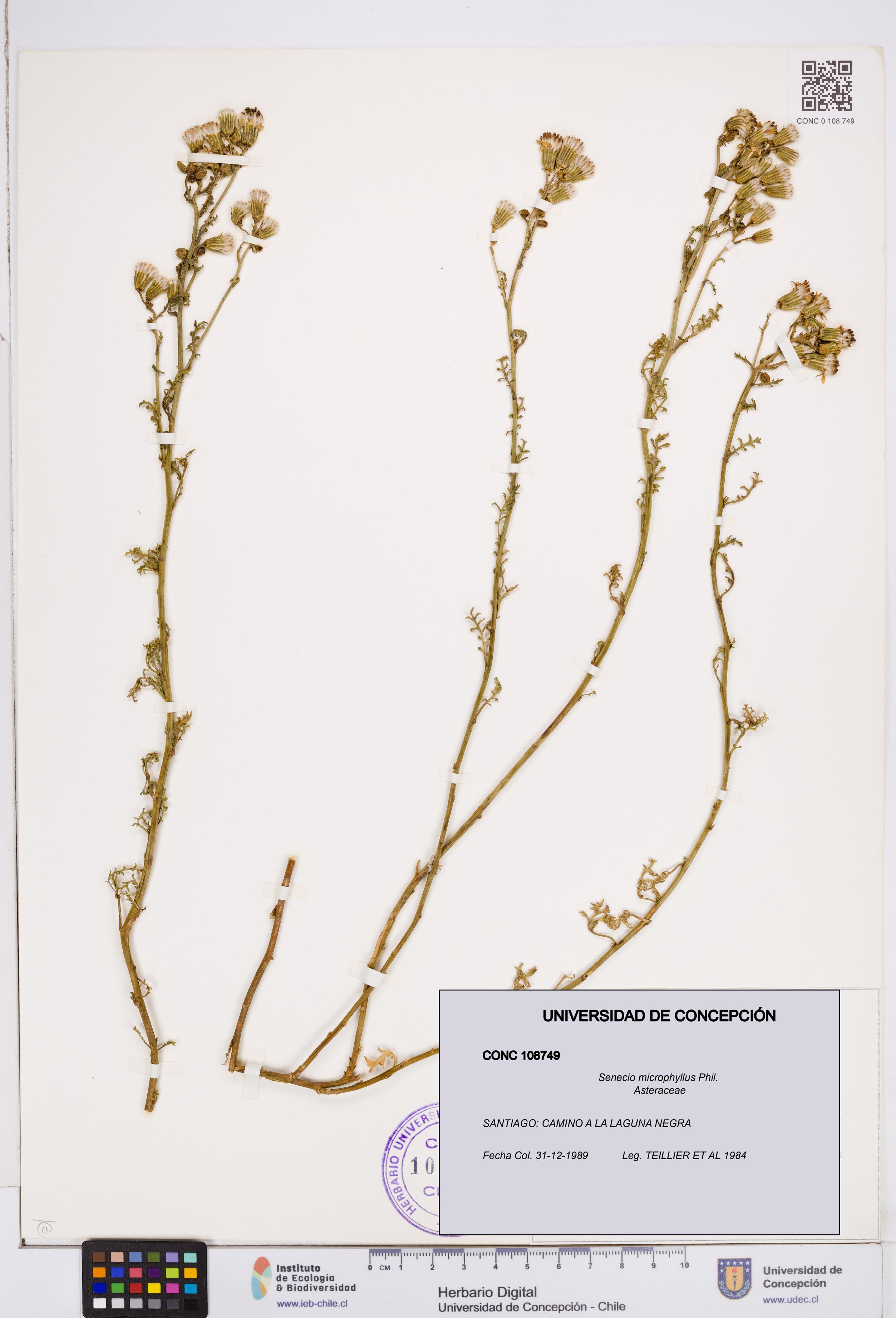 Senecio microphyllus [Espécimen: ]