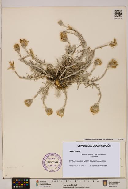Senecio chilensis var. chilensis [Espécimen: UDEC:CONC:0108750]