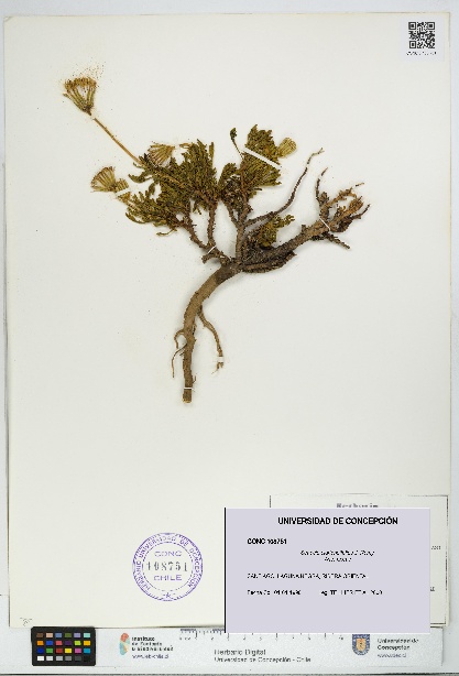 Senecio clarioneifolius [Espécimen: UDEC:CONC:0108751]