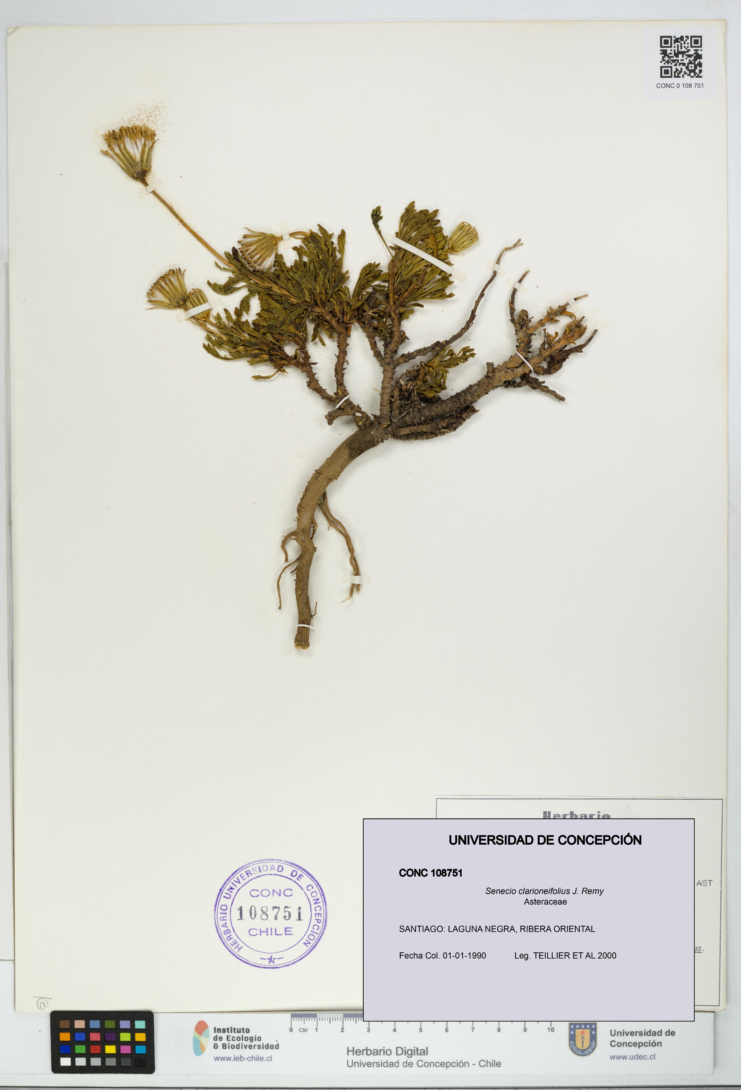 Senecio clarioneifolius [Espécimen: UDEC:CONC:0108751]
