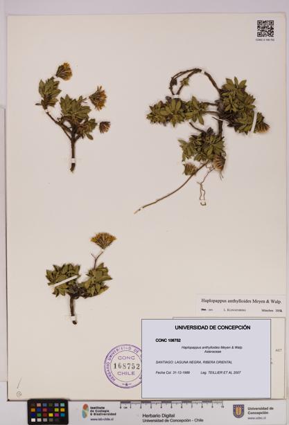 Haplopappus anthylloides [Espécimen: UDEC:CONC:0108752]