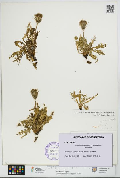 Hypochaeris clarionoides [Espécimen: UDEC:CONC:0108753]