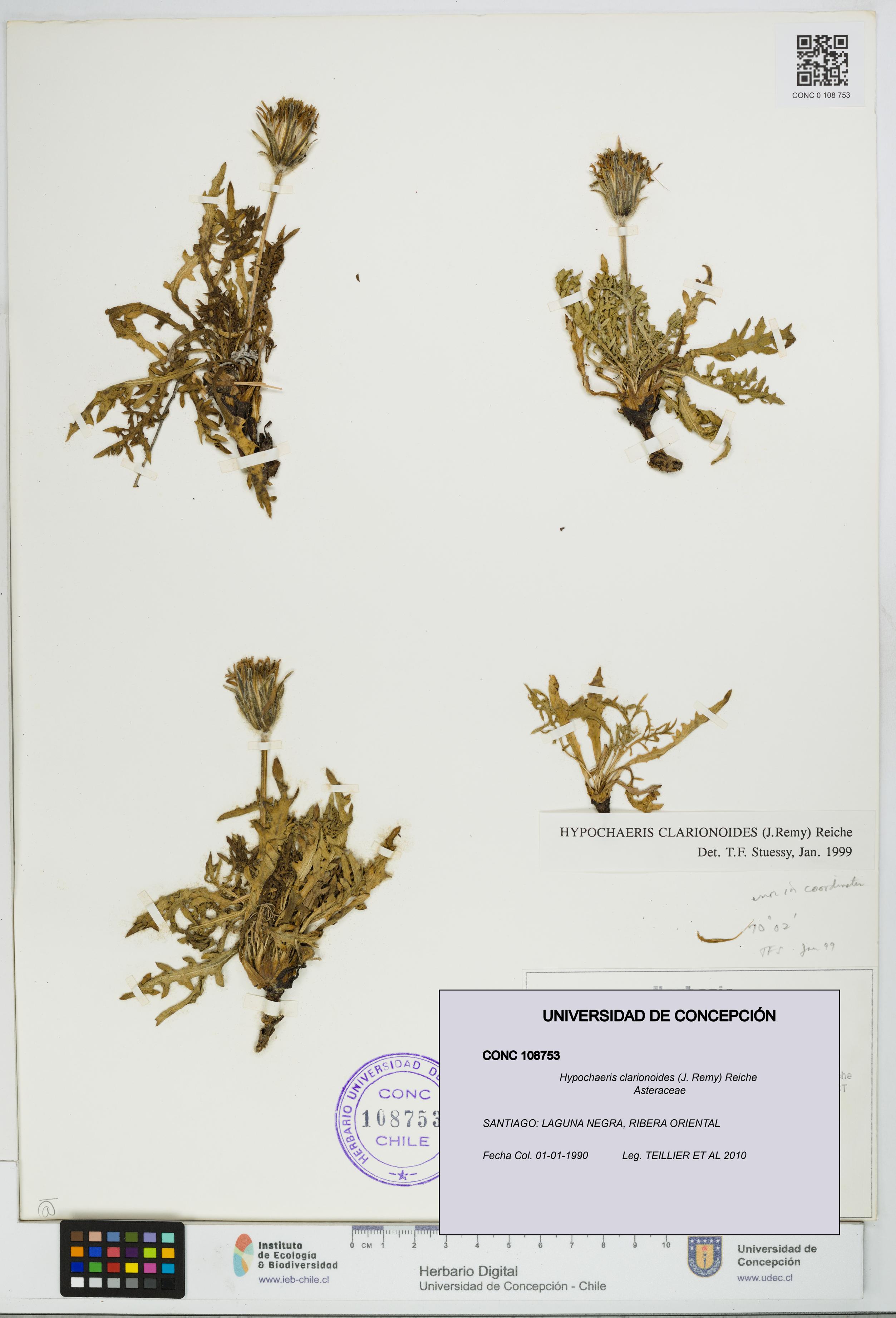 Hypochaeris clarionoides [Espécimen: UDEC:CONC:0108753]