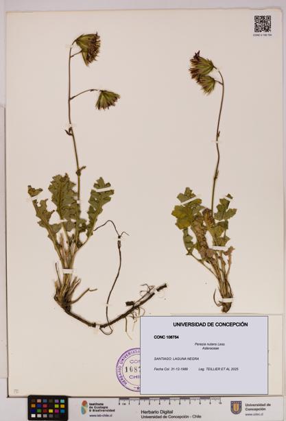 Perezia nutans [Espécimen: UDEC:CONC:0108754]