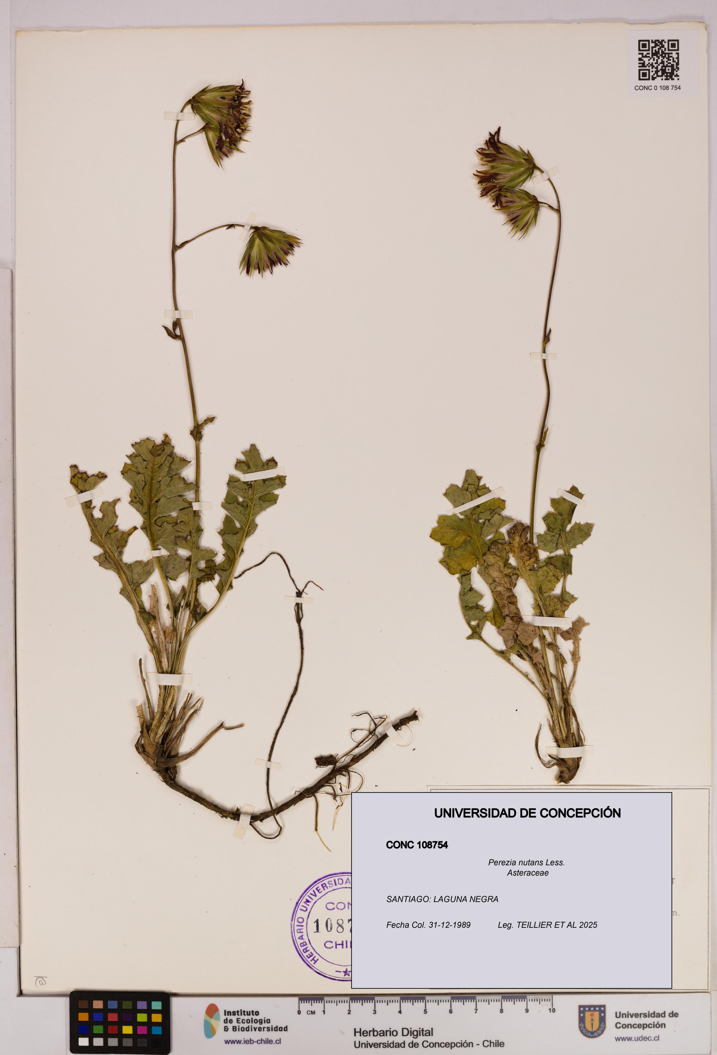 Perezia nutans [Espécimen: UDEC:CONC:0108754]