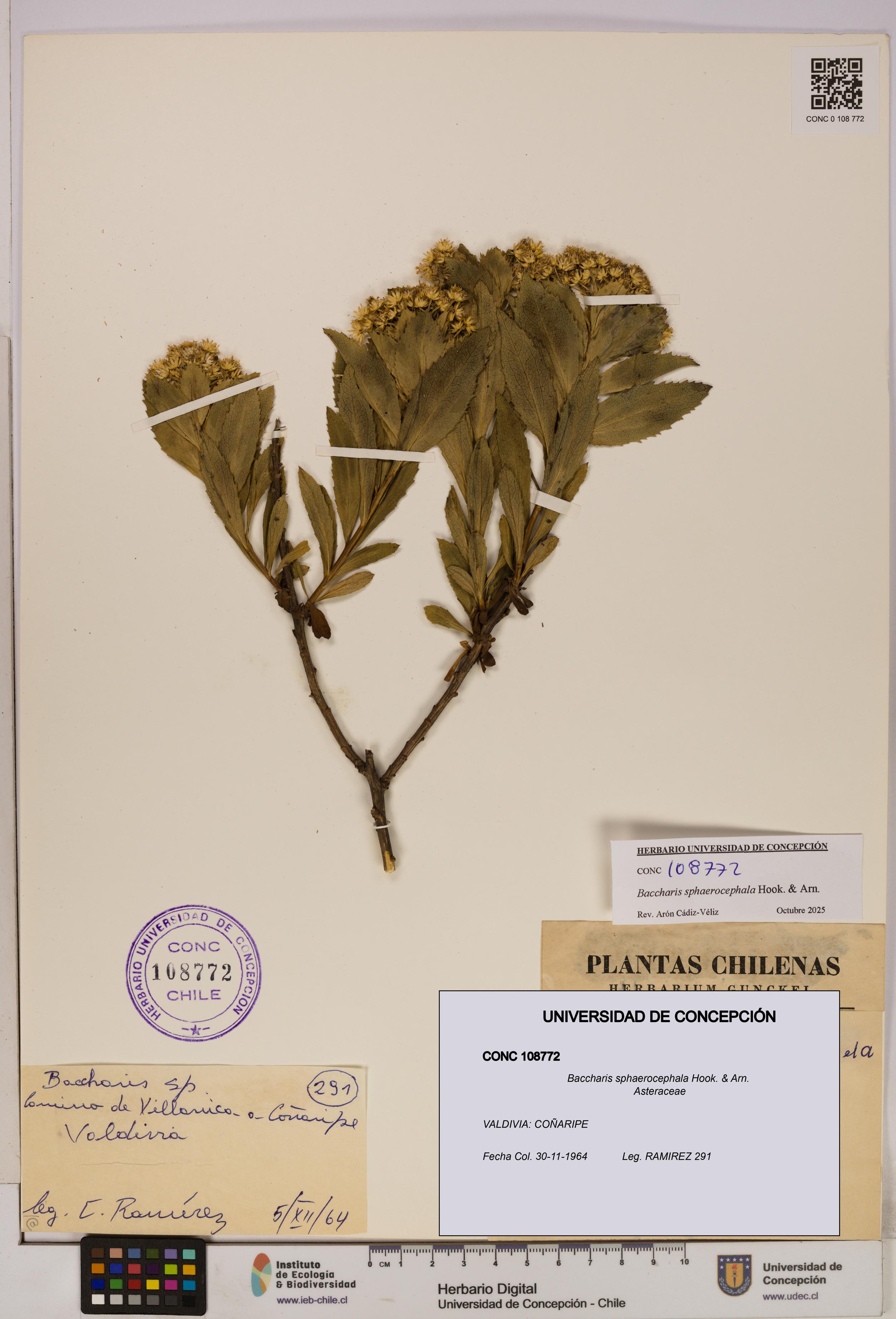 Baccharis sphaerocephala [Espécimen: UDEC:CONC:0108772]