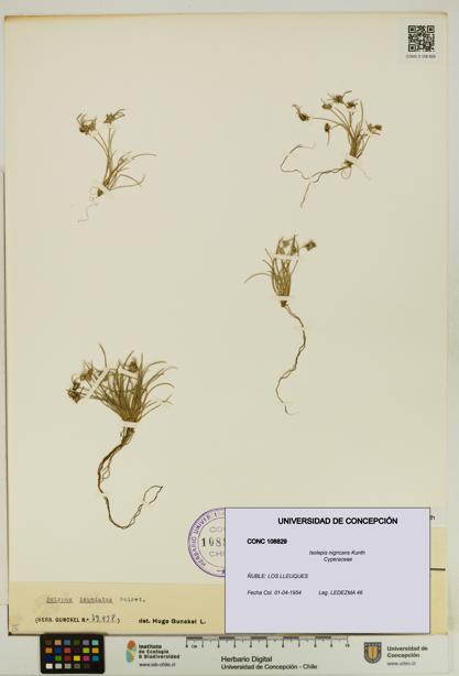 Isolepis nigricans [Espécimen: UDEC:CONC:0108829]