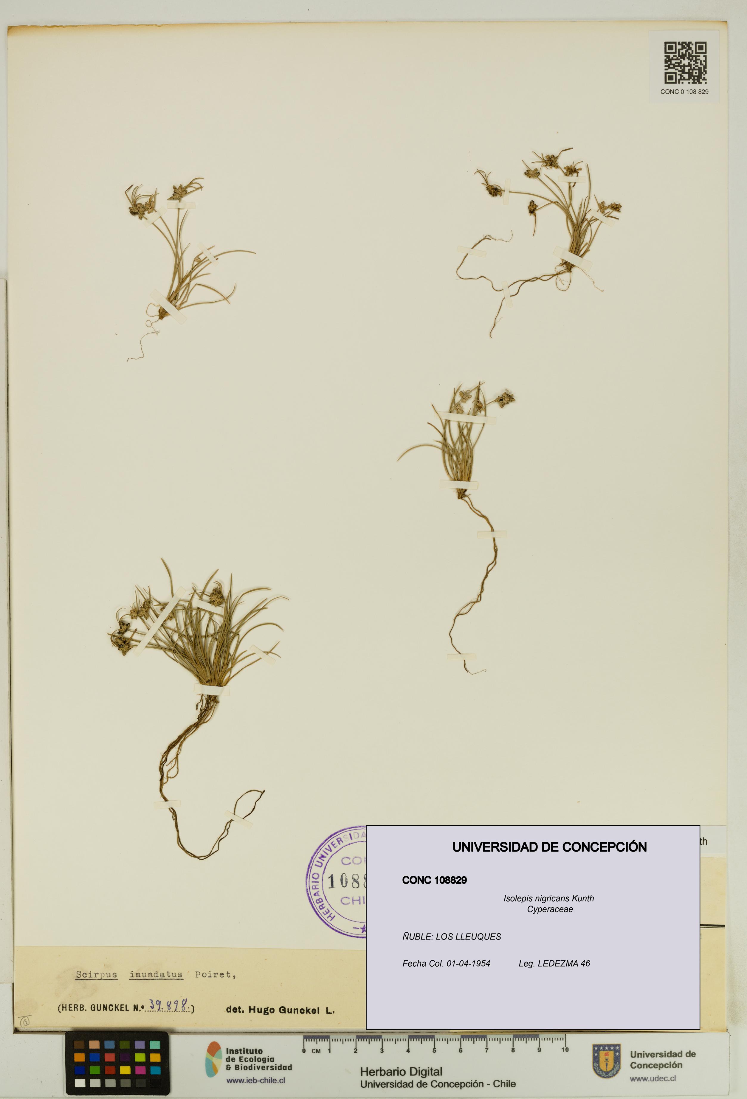 Isolepis nigricans [Espécimen: UDEC:CONC:0108829]