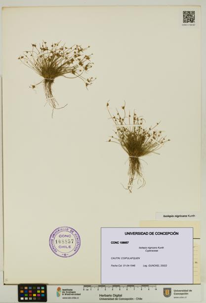 Isolepis nigricans [Espécimen: UDEC:CONC:0108857]