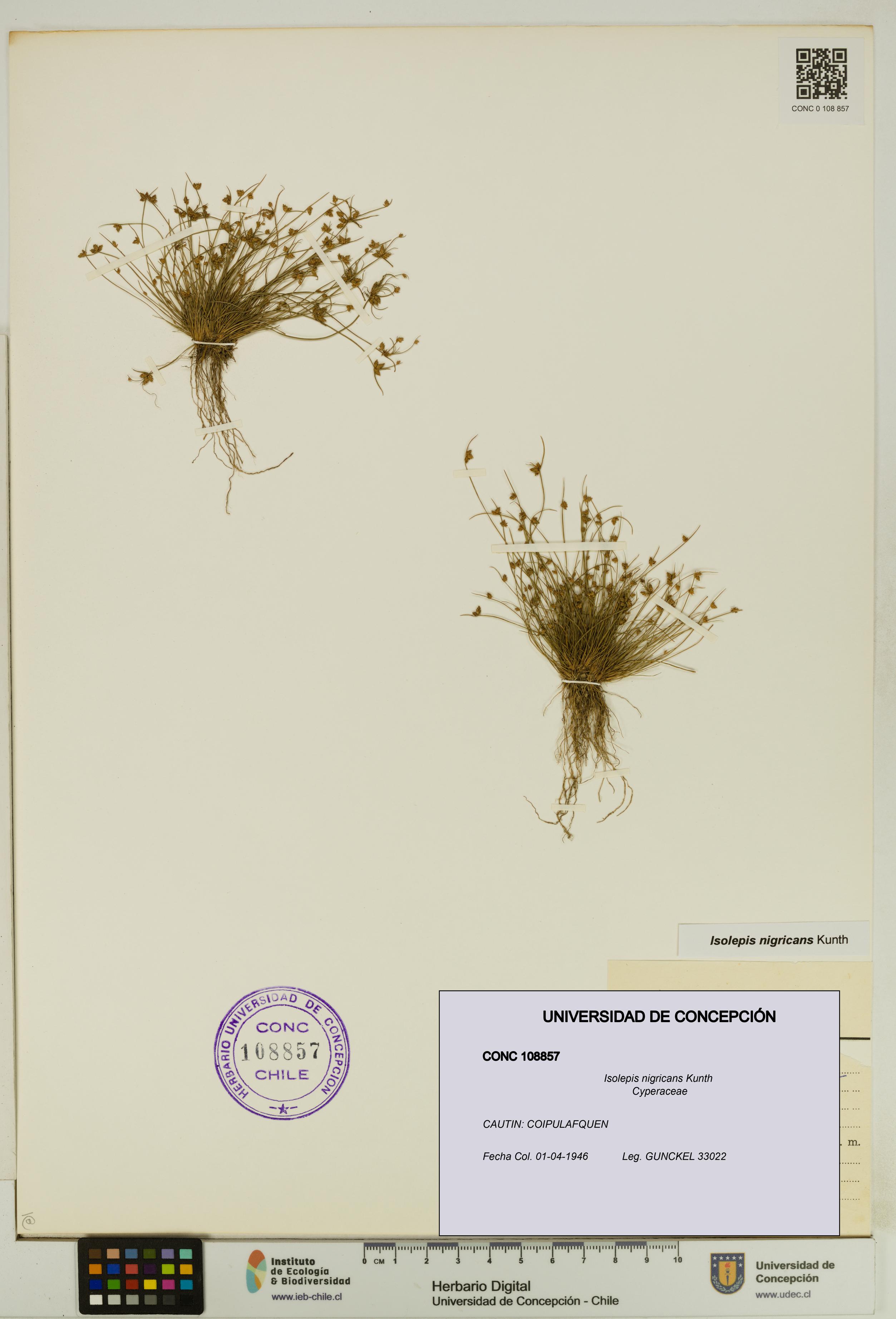 Isolepis nigricans [Espécimen: UDEC:CONC:0108857]