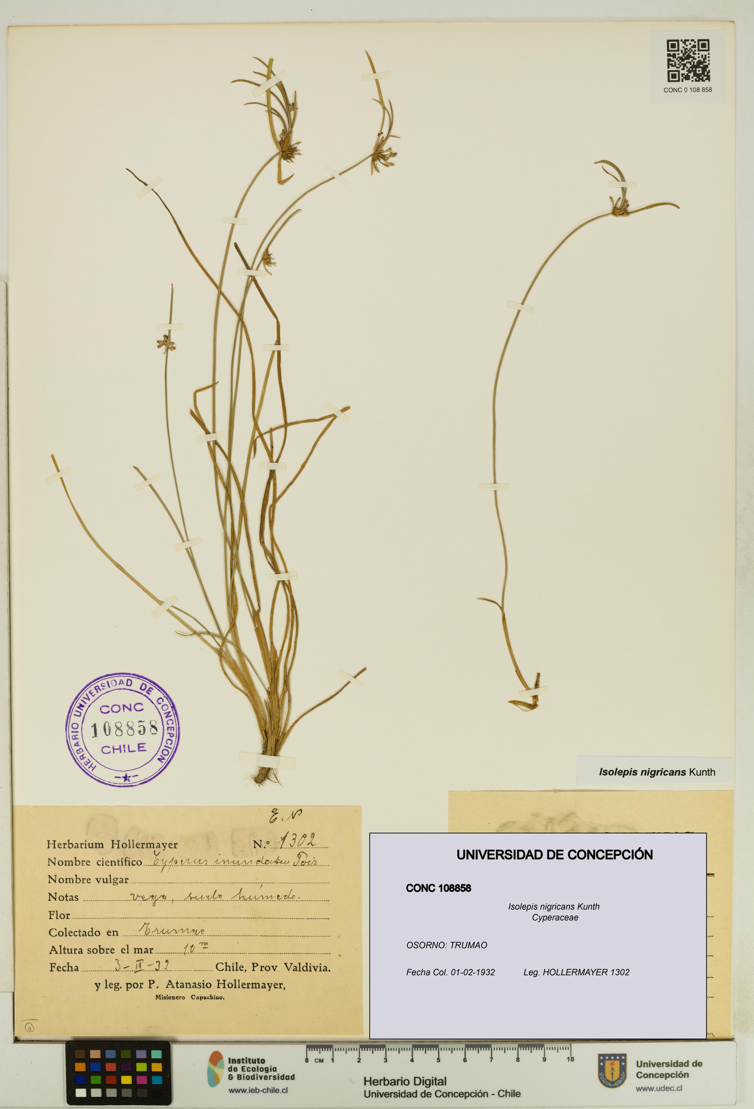 Isolepis nigricans [Espécimen: UDEC:CONC:0108858]