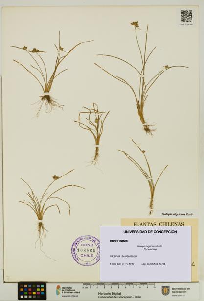 Isolepis nigricans [Espécimen: UDEC:CONC:0108860]