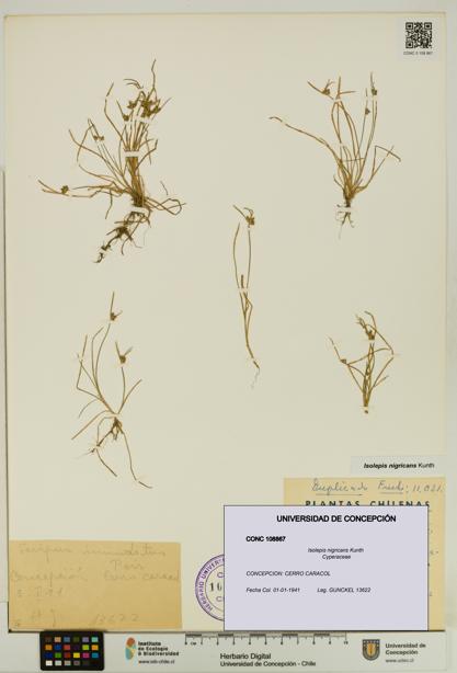 Isolepis nigricans [Espécimen: UDEC:CONC:0108867]